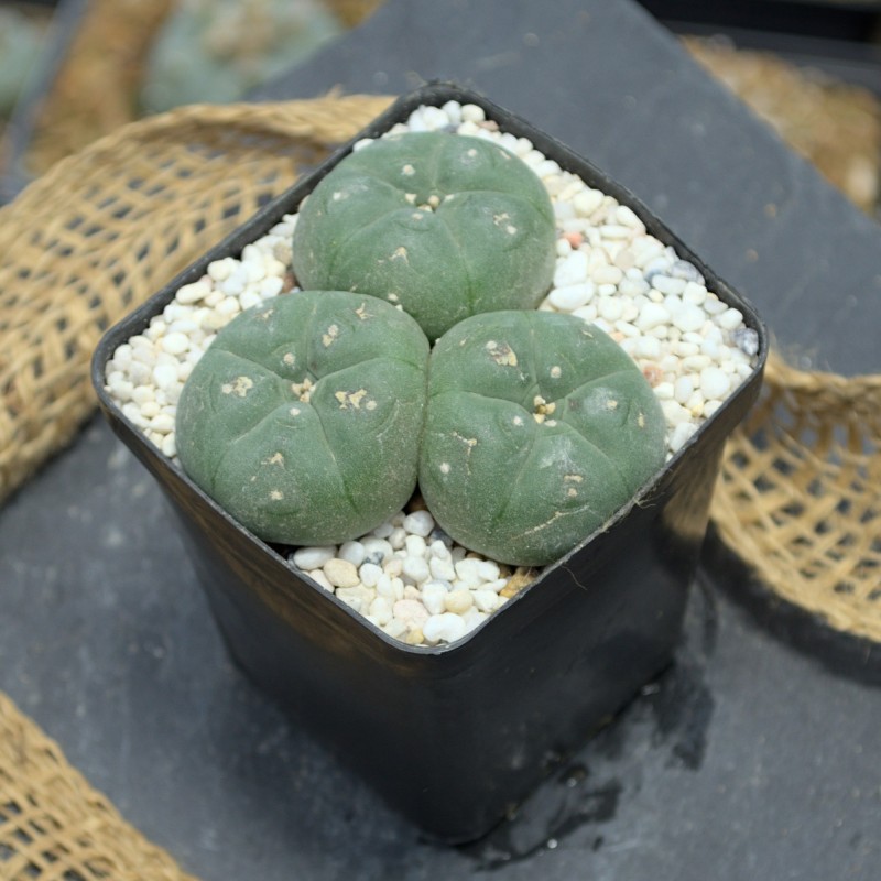 Lophophora williamsii Dreifachkopf (3,5cm, 3cm, 2,5cm) in mineralischem Substrat Lophophora williamsii Dreifachkopf (3,5cm, 3cm, 2,5cm) in mineralischem Substrat