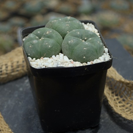 Lophophora williamsii Dreifachkopf (3,5cm, 3cm, 2,5cm) in mineralischem Substrat