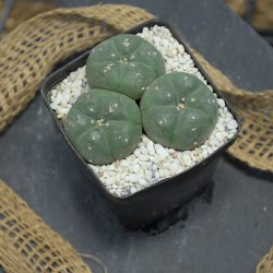 Lophophora williamsii Dreifachkopf (3,5cm, 3cm, 2,5cm) in mineralischem Substrat