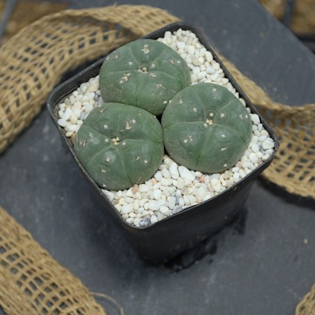 Lophophora williamsii Dreifachkopf (3,5cm, 3cm, 2,5cm) in mineralischem Substrat