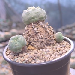 Lophophora huizache Einzelstück – Kulturpflanze mit typischer Rippenform