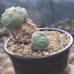 Lophophora huizache Einzelstück – Kulturpflanze mit typischer Rippenform Lophophora huizache Einzelstück – Kulturpflanze mit typischer Rippenform