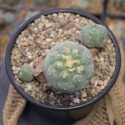 Lophophora huizache Einzelstück – Kulturpflanze mit typischer Rippenform Lophophora huizache Einzelstück – Kulturpflanze mit typischer Rippenform