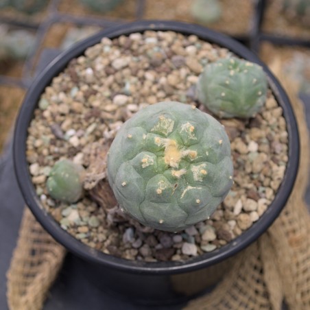 Lophophora huizache Einzelstück – Kulturpflanze mit typischer Rippenform