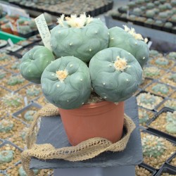 Lophophora diffusa la florida mit 5 Köpfen
