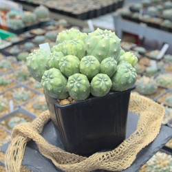 Seltenes Einzelstück: Lophophora jourdaniana Cluster mit über 15 Köpfen.