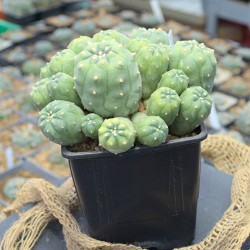 Seltenes Einzelstück: Lophophora jourdaniana Cluster mit über 15 Köpfen. Seltenes Einzelstück: Lophophora jourdaniana Cluster mit über 15 Köpfen.