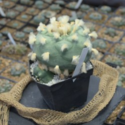 Lophophora diffusa higueras Einzelstück (Kulturpflanze) mit 10,5 cm Hauptkopf
