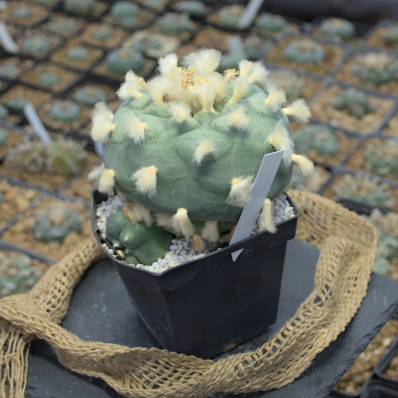 Lophophora diffusa higueras Einzelstück (Kulturpflanze) mit 10,5 cm Hauptkopf Lophophora diffusa higueras Einzelstück (Kulturpflanze) mit 10,5 cm Hauptkopf