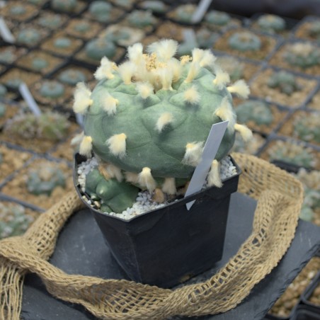 Lophophora diffusa higueras Einzelstück (Kulturpflanze) mit 10,5 cm Hauptkopf
