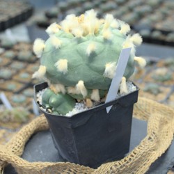 Lophophora diffusa higueras Einzelstück (Kulturpflanze) mit 10,5 cm Hauptkopf Lophophora diffusa higueras Einzelstück (Kulturpflanze) mit 10,5 cm Hauptkopf
