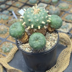 Lophophora koehresii Einzelstück