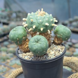 Lophophora koehresii Einzelstück Lophophora koehresii Einzelstück