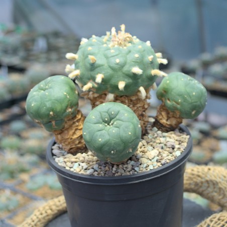 Lophophora koehresii Einzelstück